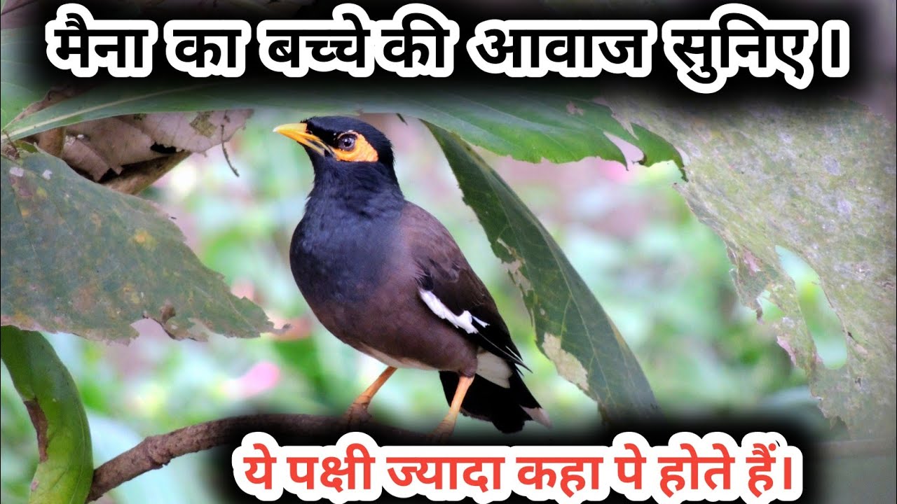मैना का के बचे का आवाज सुनिए 🐦। ये पक्षी ज्यादा कहा पे होते हे ।