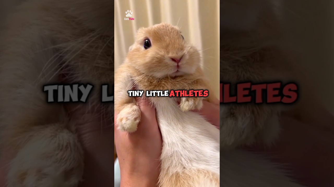 This is why Bunnies need to exercise 🐇