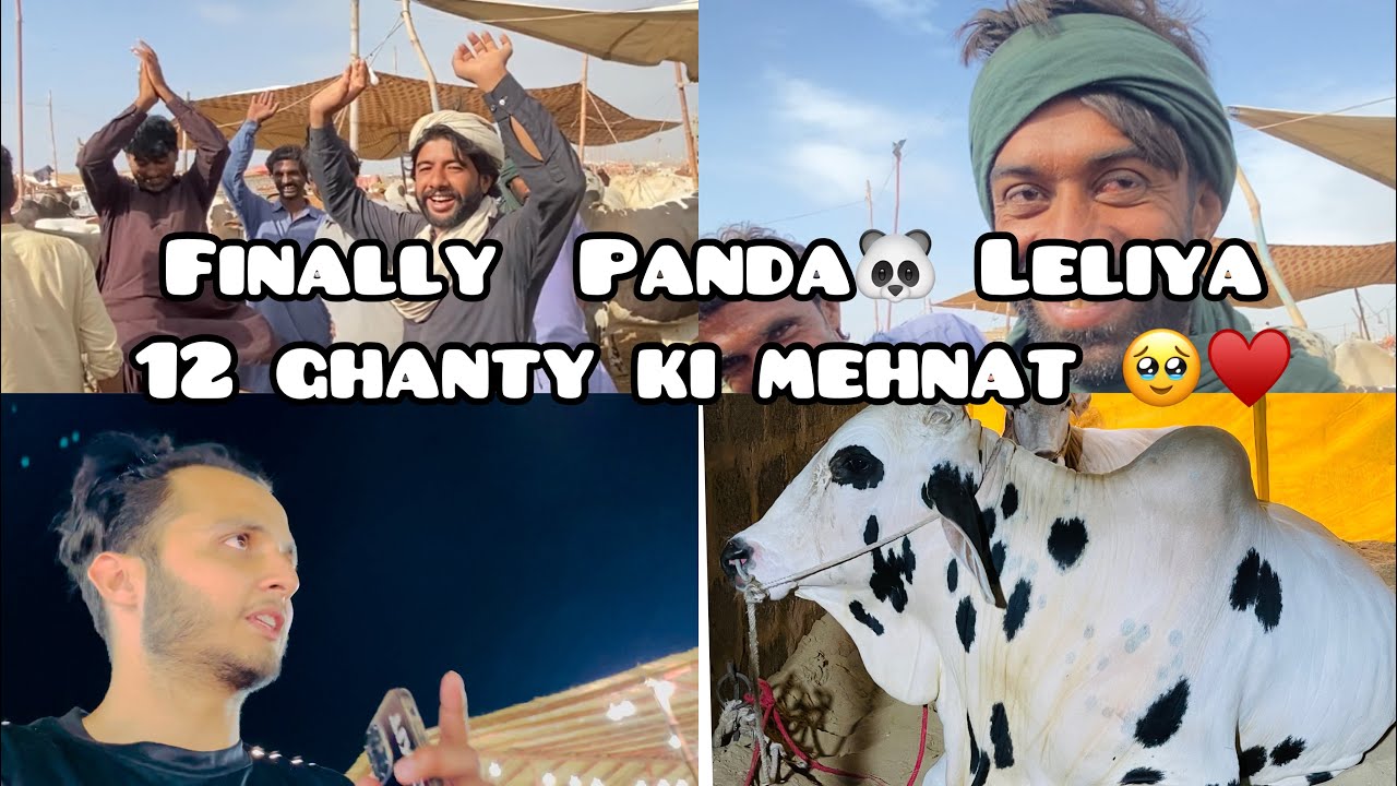 Alhumdulillah 2023 ki qurbani ❤️ | Panda 🐼😍| mandi vlog | Noni Goshi World 🌎