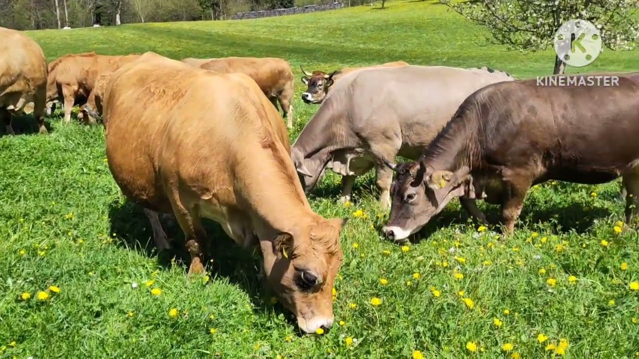 1. Weidegang im 2024 / Aubrac Herde darf nach draussen
