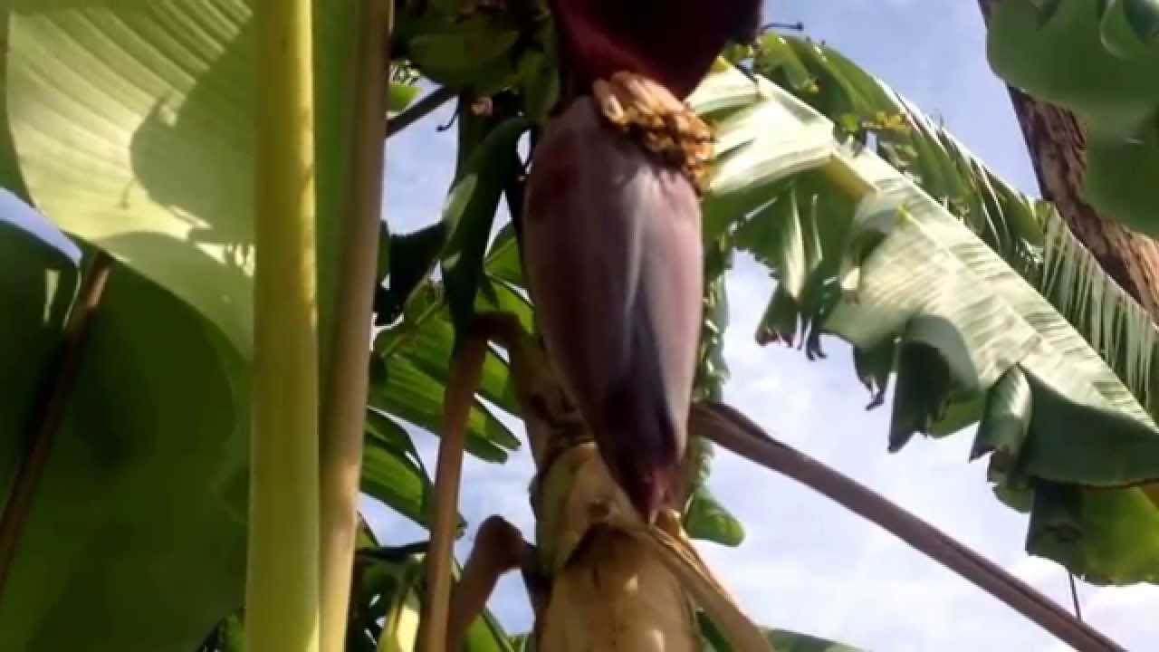 Introduction to banana plants @Tropica Mango Rare & Exotic Fruit Tree Nursery