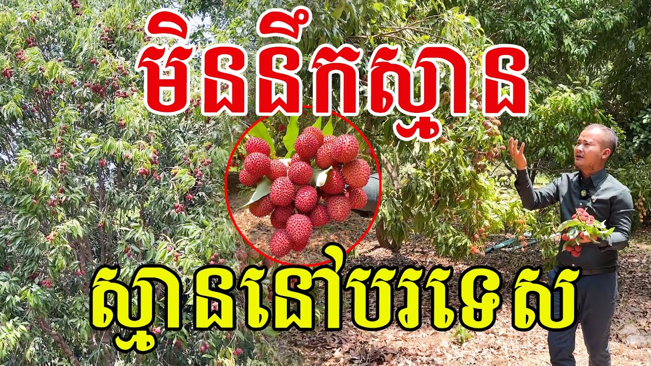មិនចង់ជឿ ទើបឃើញលើកទីមួយ នៅខេត្តនេះមានផ្លែគូលេនល្អដល់ម្លឹង