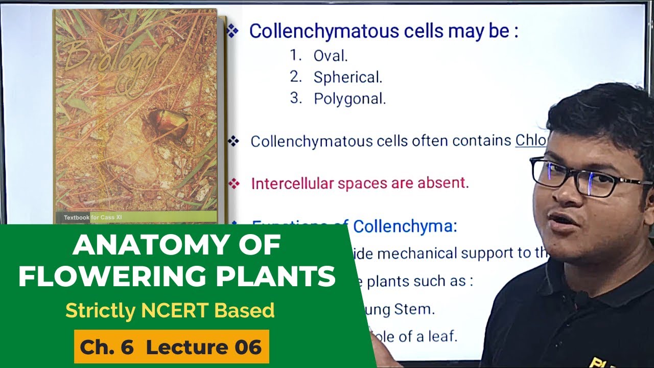 Simple Tissue- Collenchyma: Anatomy of Flowering Plants | NCERT Class 11 | NEET Biology
