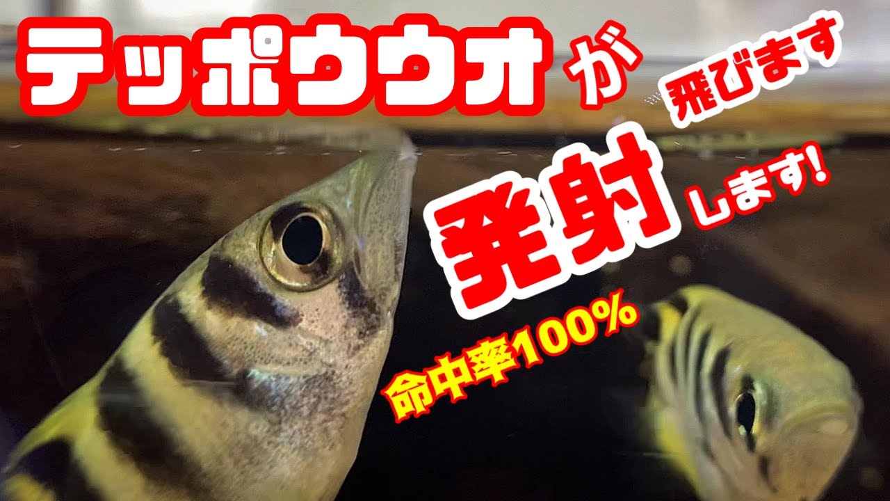 【アクアリウム/熱帯魚水槽】テッポウウオが期待通りに水鉄砲で捕食！連射もできるトラ模様のアーチャーフィッシュ、トビハゼとエサ取りあうのがカワイイ/汽水水槽が最高に面白い/熱帯魚-archer fish