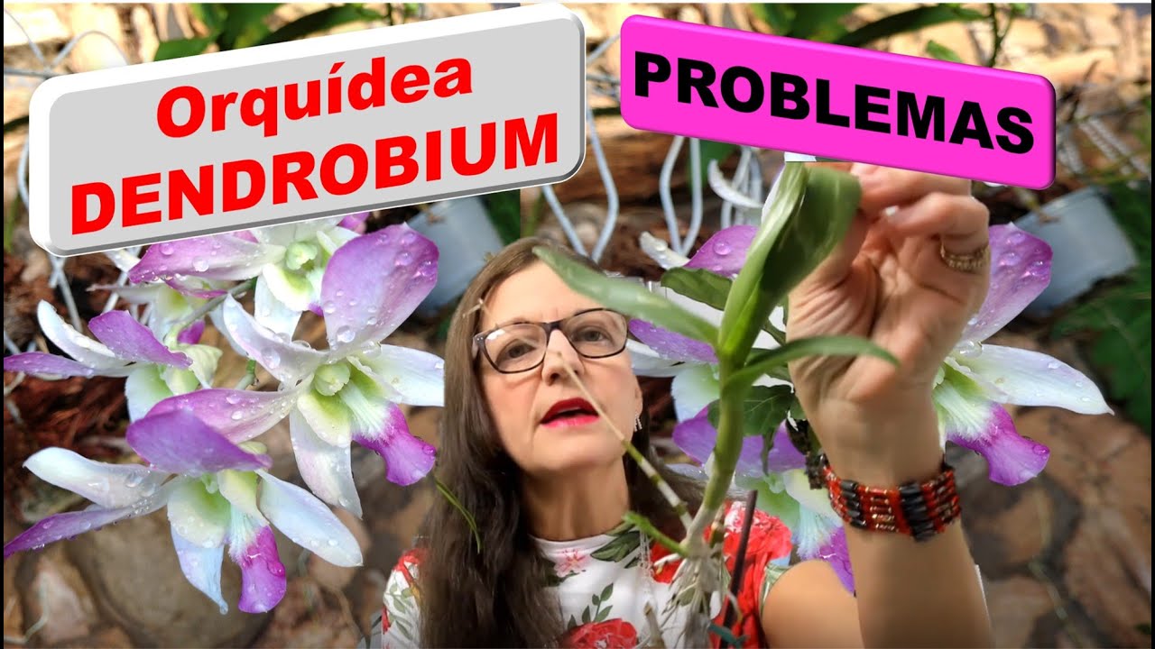 Problemas de Orquideas Dendrobium atacada por insectos plaga riego sustrato raices como cuidar #329