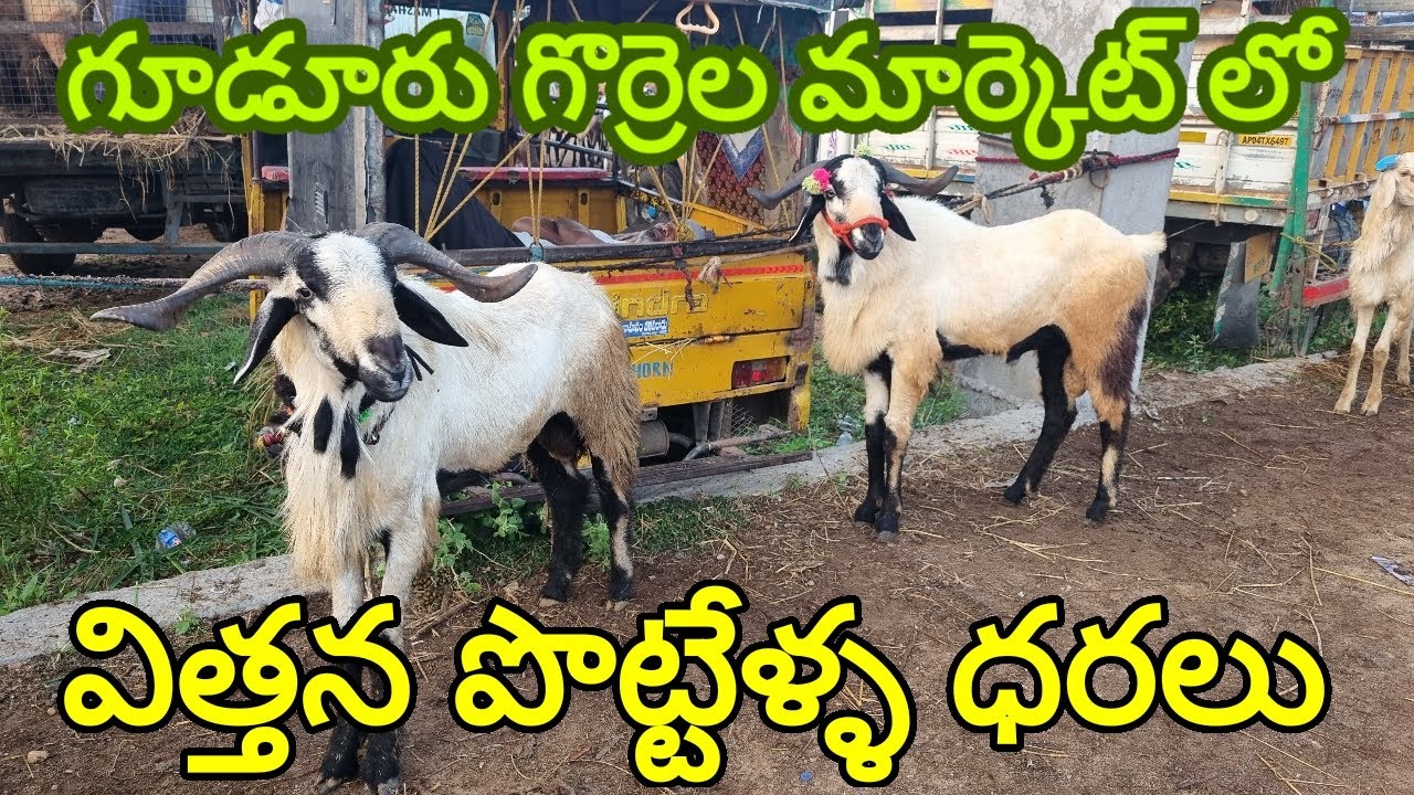 BIGGEST SHEEP BAKRA GUDUR SHEEP MARKET విత్తన పొట్టేళ్ళ ధరలు గూడూరు గొర్రెల సంత #sheepfarming
