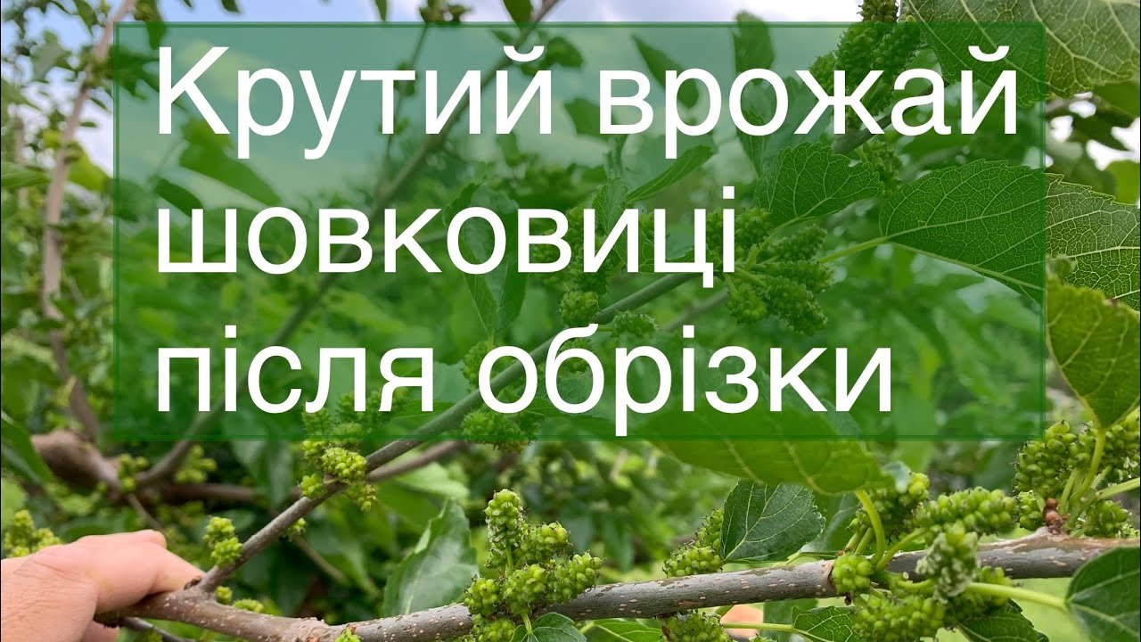 Крутий врожай шовковиці після такої обрізки