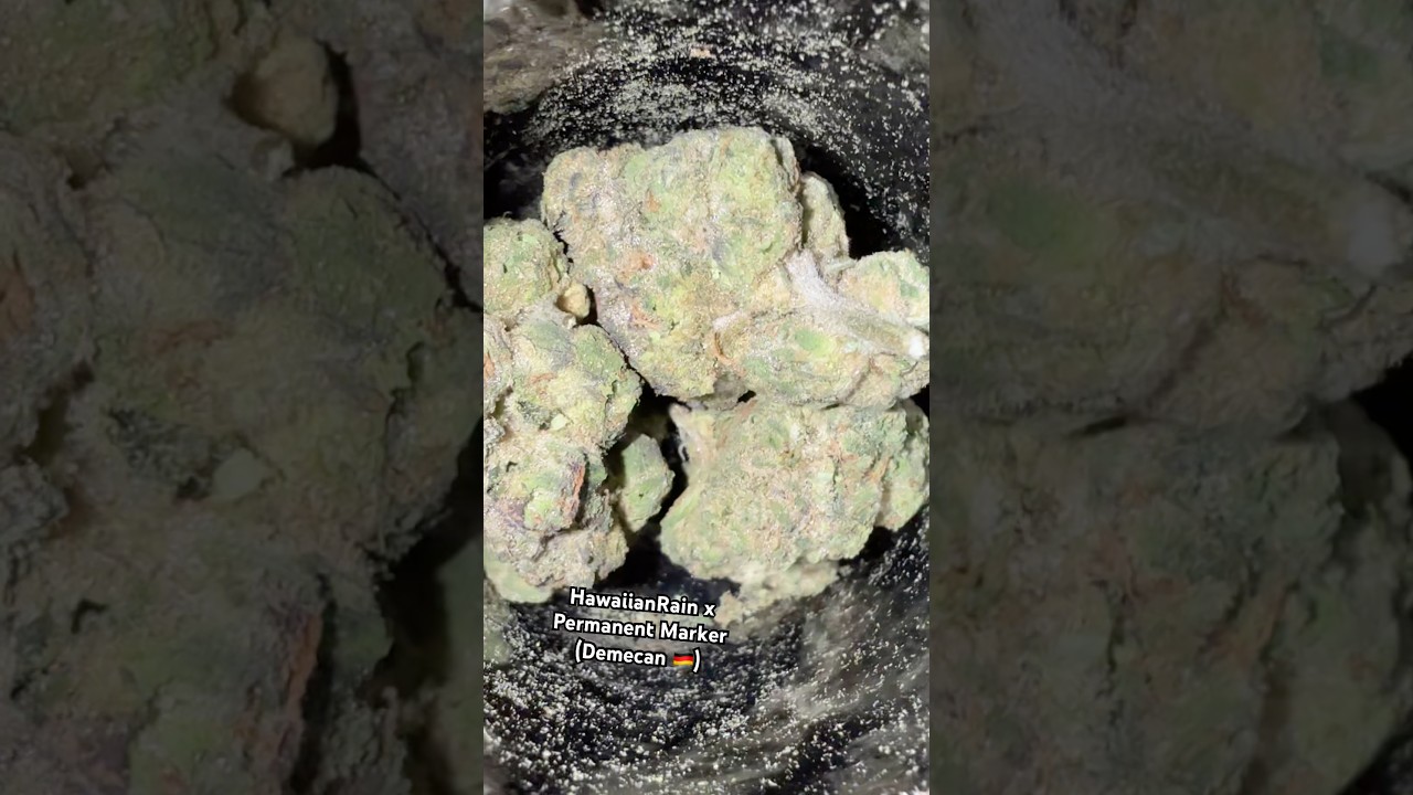 Medical Grade Buds from DEMECAN 🔬💊 #demecan
