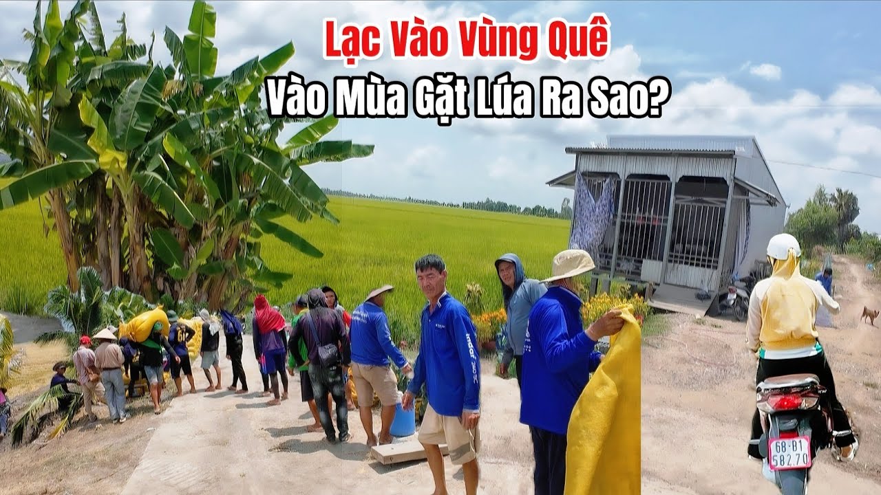 MỘT THOÁNG MIỀN QUÊ: Thật ngỡ ngàng lạc vào vùng quê vào mùa thu hoạch lúa.