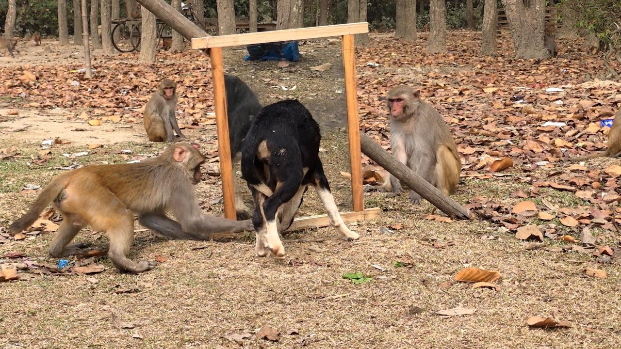 When the monkey saw himself in the mirror, he was scared.#thebosswildlife #animals #sorts