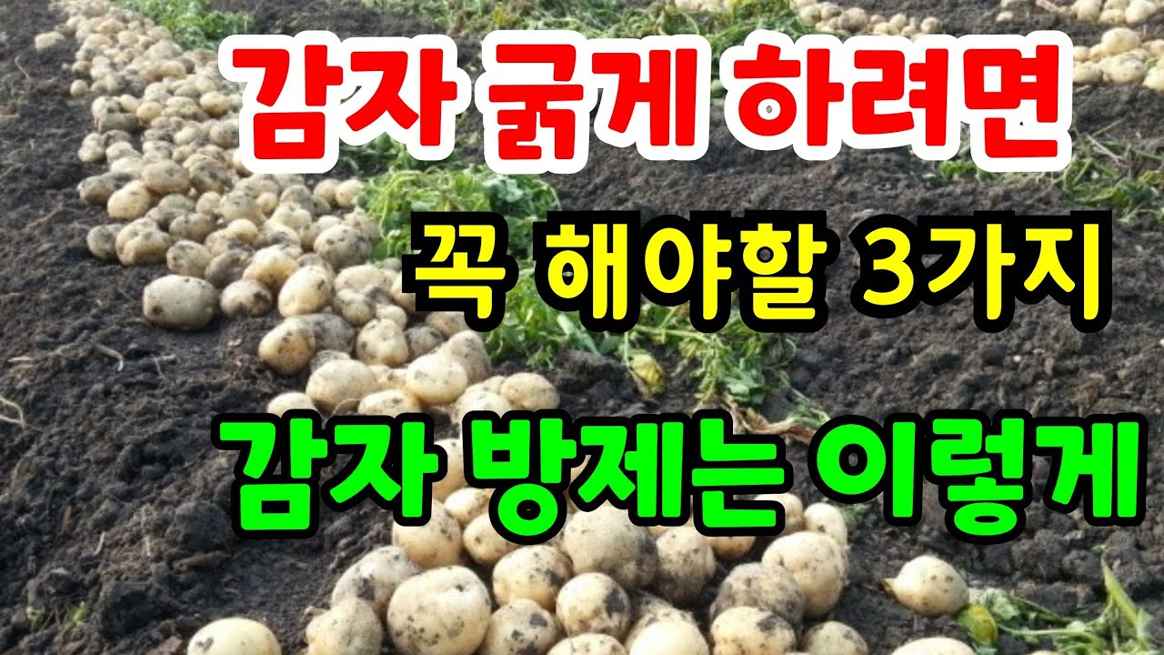 감자 다수확하고 굵게 하는방법 (감자 방제는 이렇게) #감자재배방법 #감자다수확 #감자추비 #감자방제