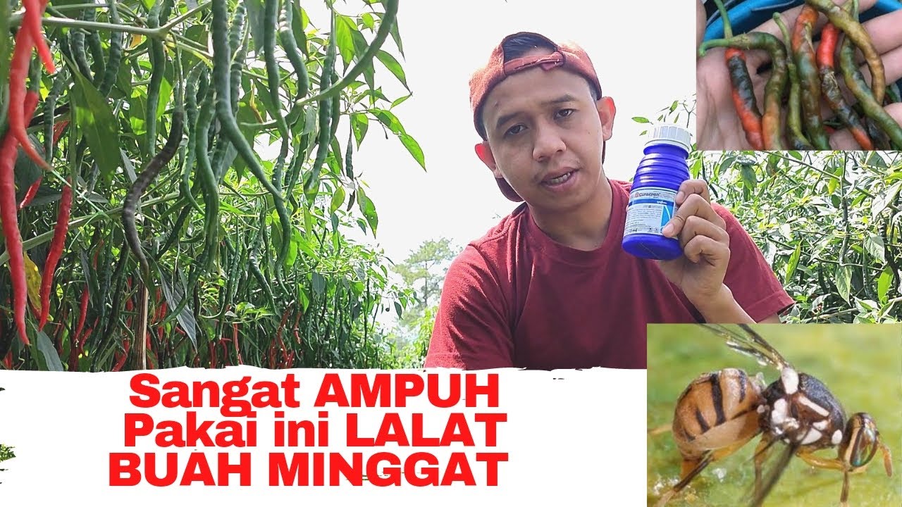 Cara Ampuh Mencegah & Mengatasi Hama LALAT BUAH
