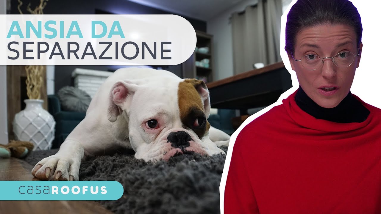 Ansia da Separazione - Istruzione Cinofila