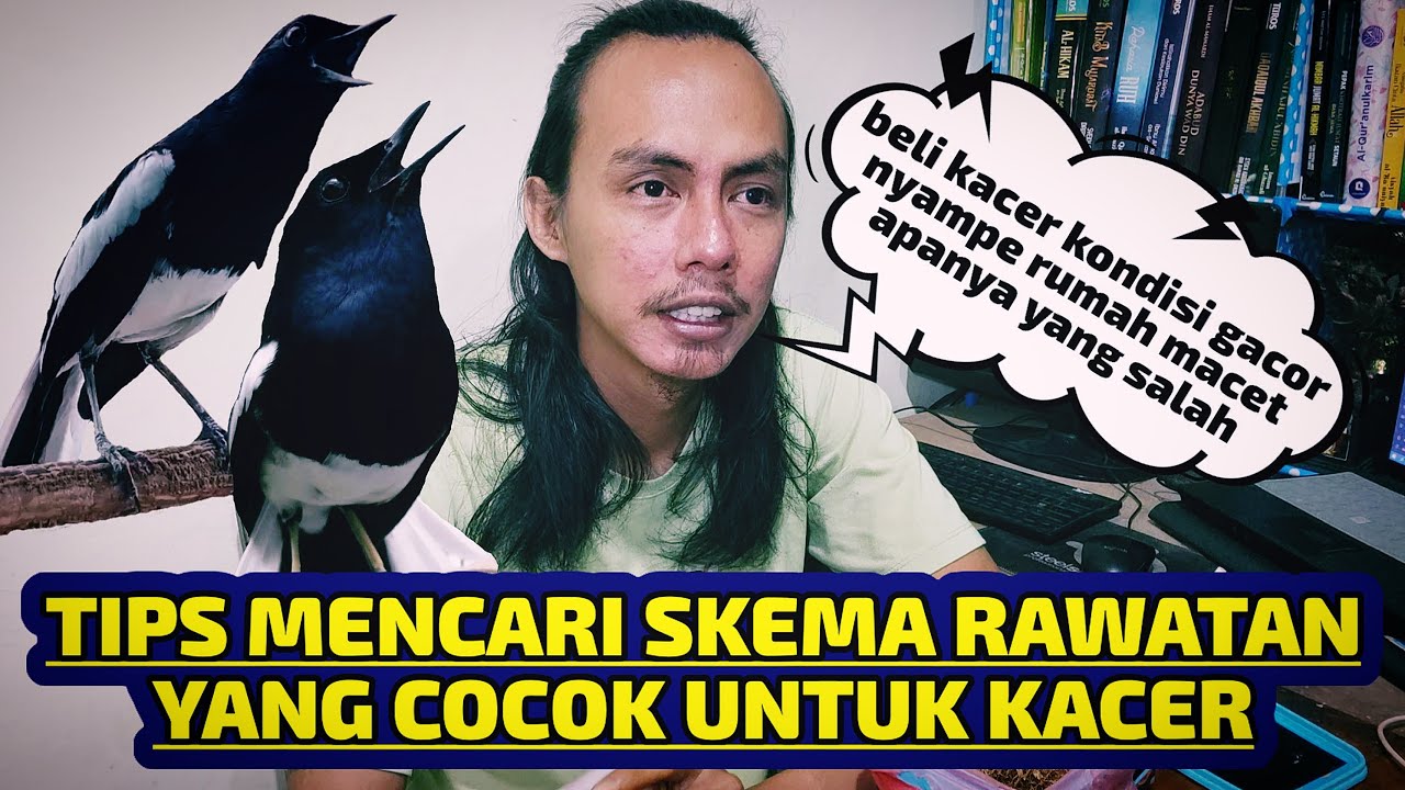 BEGINI CARA MEMAHAMI BURUNG KACER HINGGA MENDAPAT SKEMA PERAWATAN YANG PAS DAN COCOK