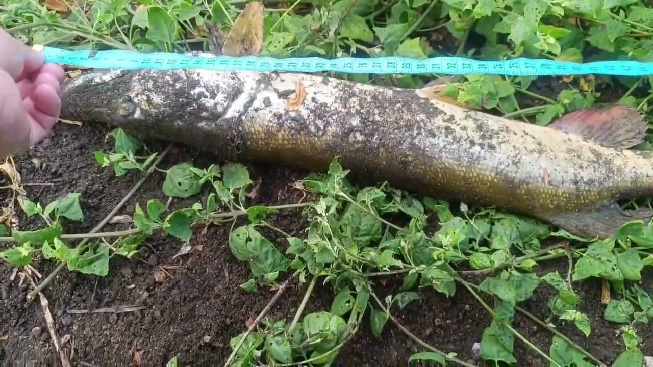 Sakarya 75cm Oklama Turna Avı 