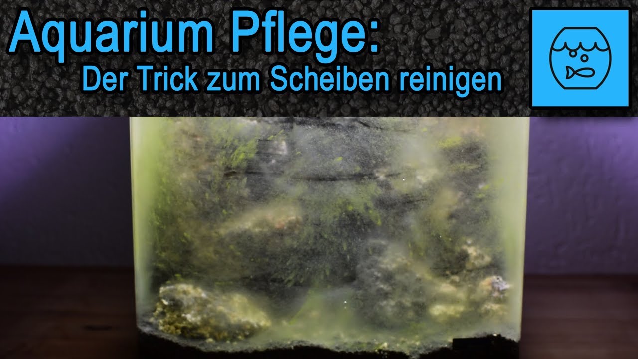Günstiger Trick zum Aquarium Scheiben reinigen - Tipps und Tricks zur Aquariumpflege