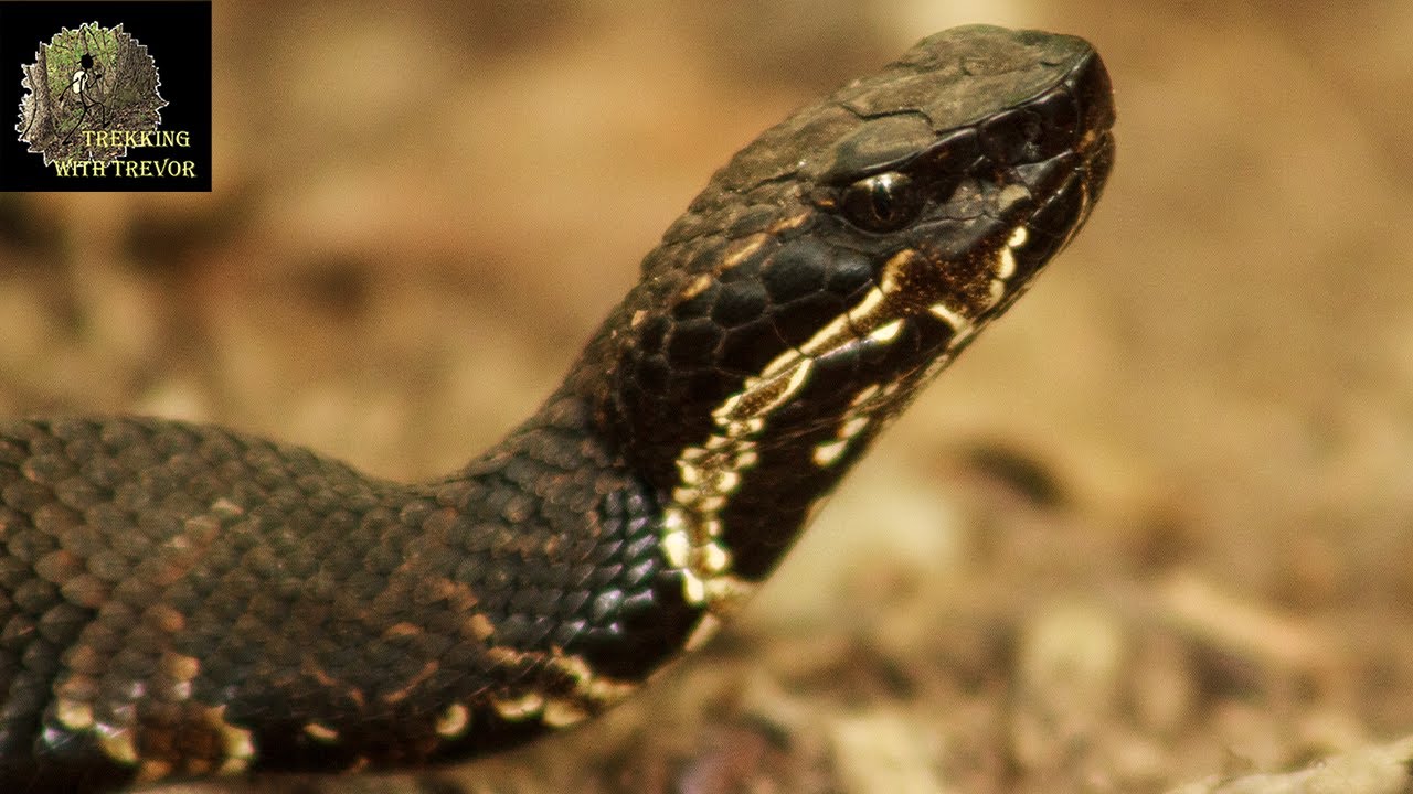Snake Road Expedition | Herping in LaRue Pine Hills Research Natural Area