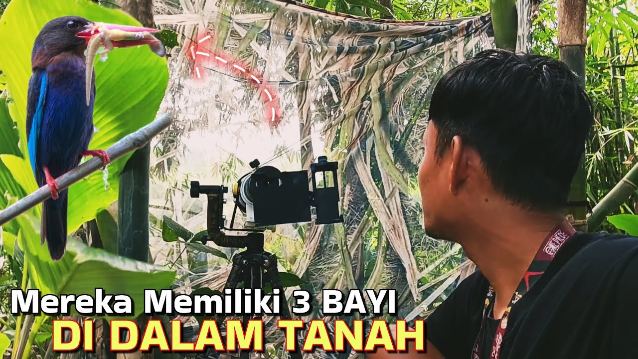 Ternyata Sudah Menetas Telur Cekakak Jawa | JAVAN KINGFISHER