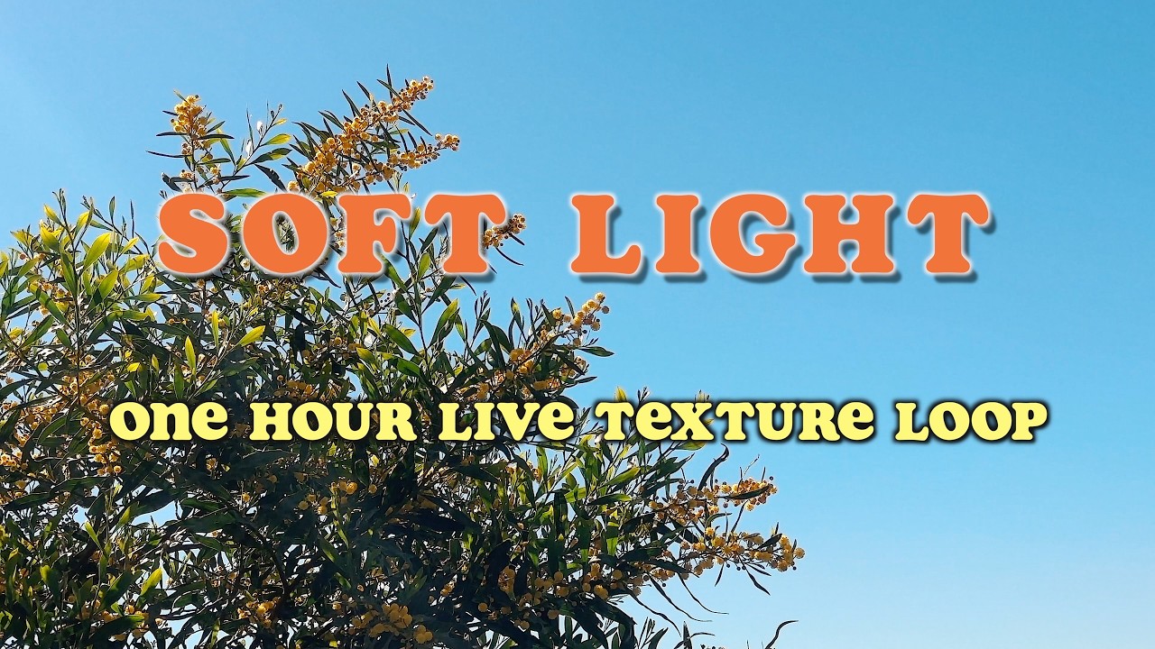 Soft light — Alexander Hekelberri | Soft Live Music (1 Hour Loop)