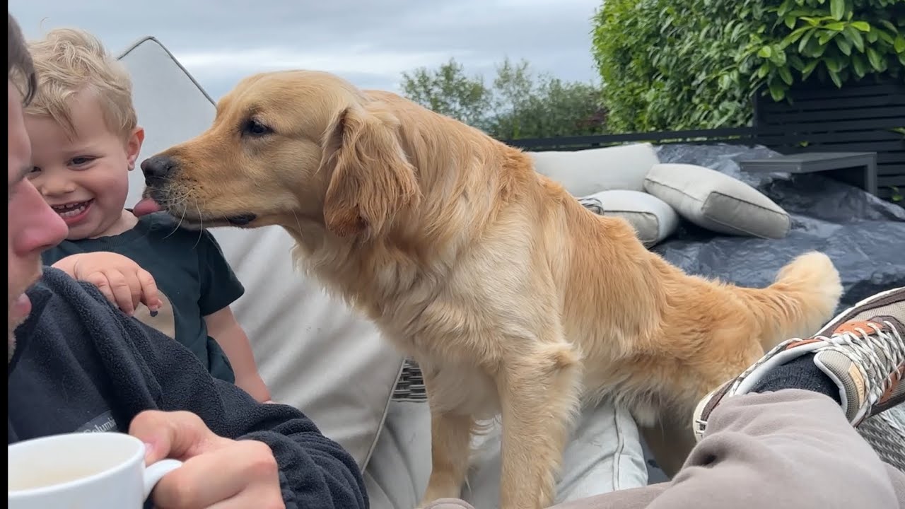 Golden Retriever Chases Adorable Little Boy Everywhere!! (So Cute!!)