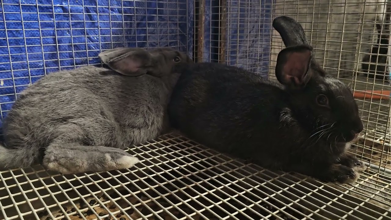 Summer is winding down!  Whats happening with the animals?