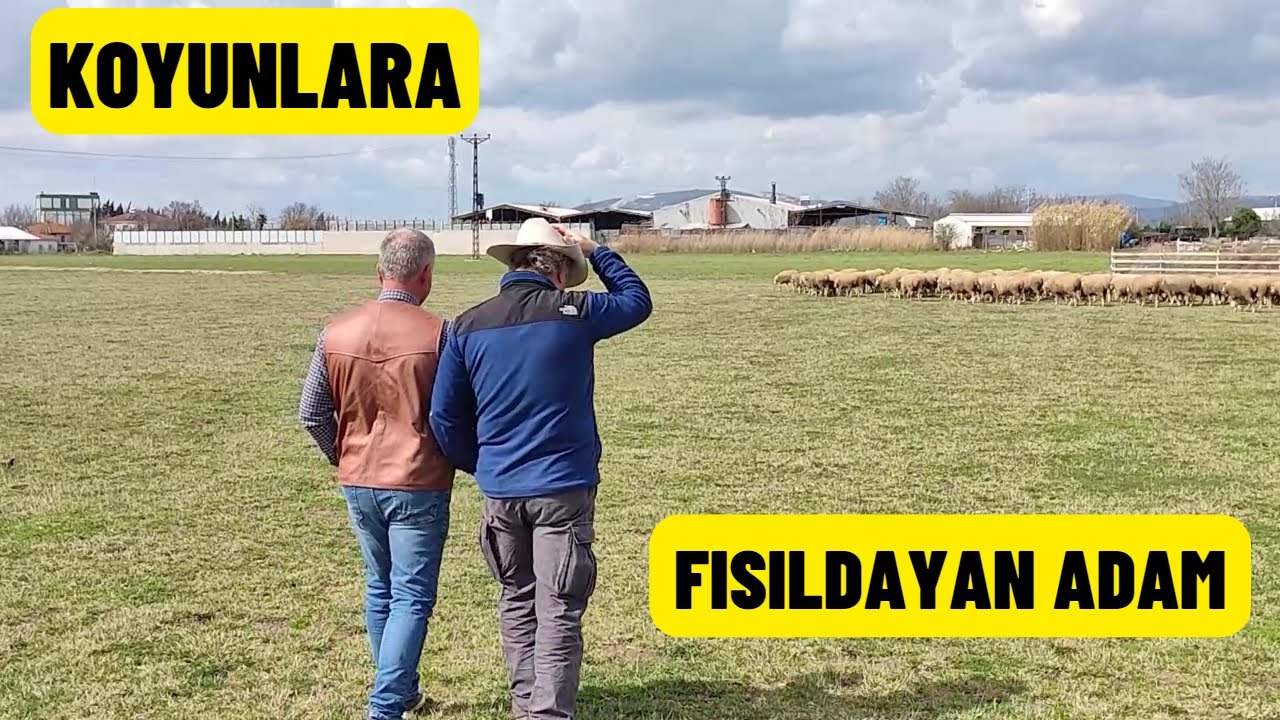 KOYUNLARA FISILDAYAN ADAM (Akbaş Kangal Köpekleri Ve Müşteri)