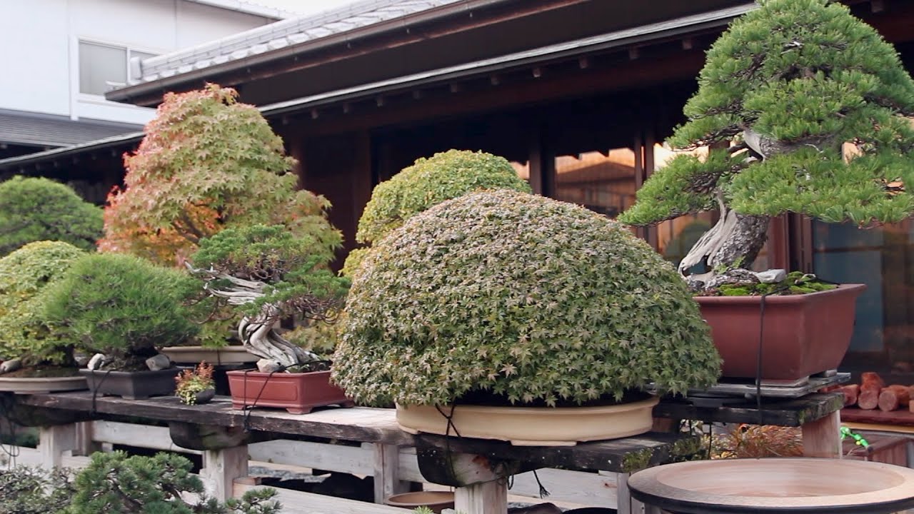 Aichien Bonsai Nursery