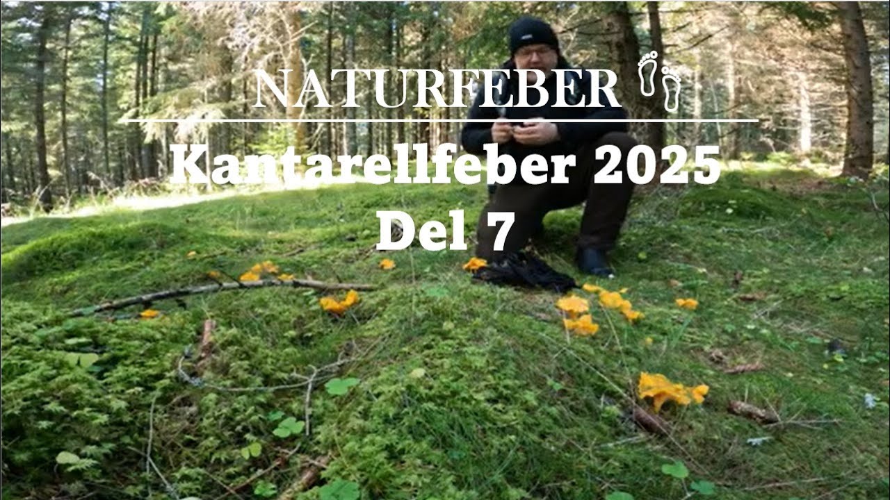 Kantarellfeber 2025  Del 7 (Chanterellefever 2025 Part 7) Sweden Höga Kusten Ångermanland