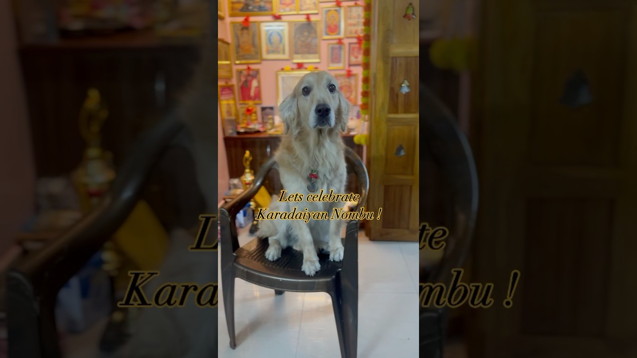 Zara celebrates Karadaiyan Nombu♥️ 