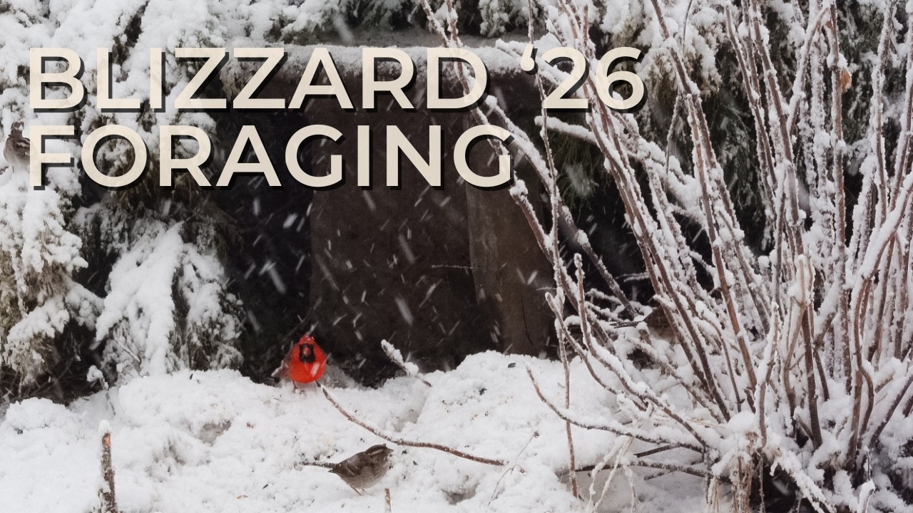 Backyard Birds Feeding in a Blizzard | Sparrows, Juncos & Cardinal (Feb 22 Snowstorm)