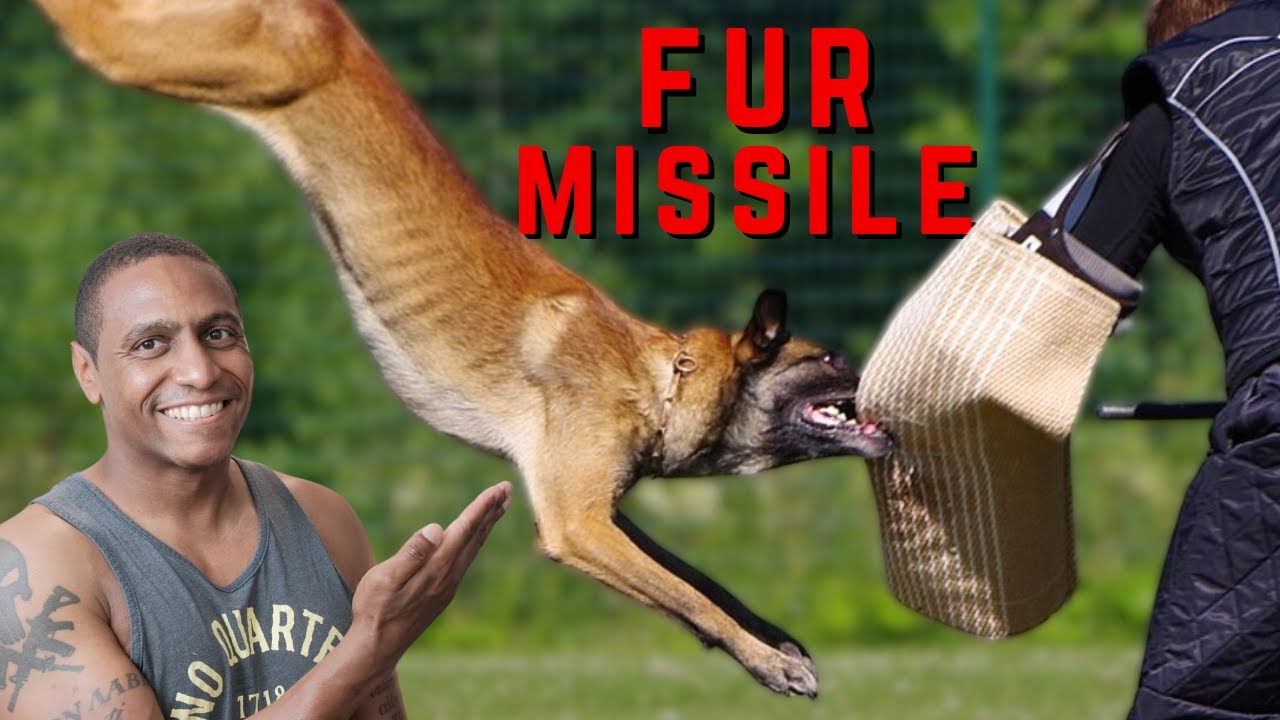 Why Military Working Dogs Cost $100,000