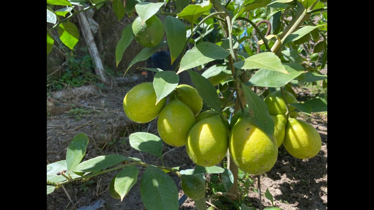 Никопольский лимонарий. Мейер в теплице и не только..🏡🍋🍋🍊