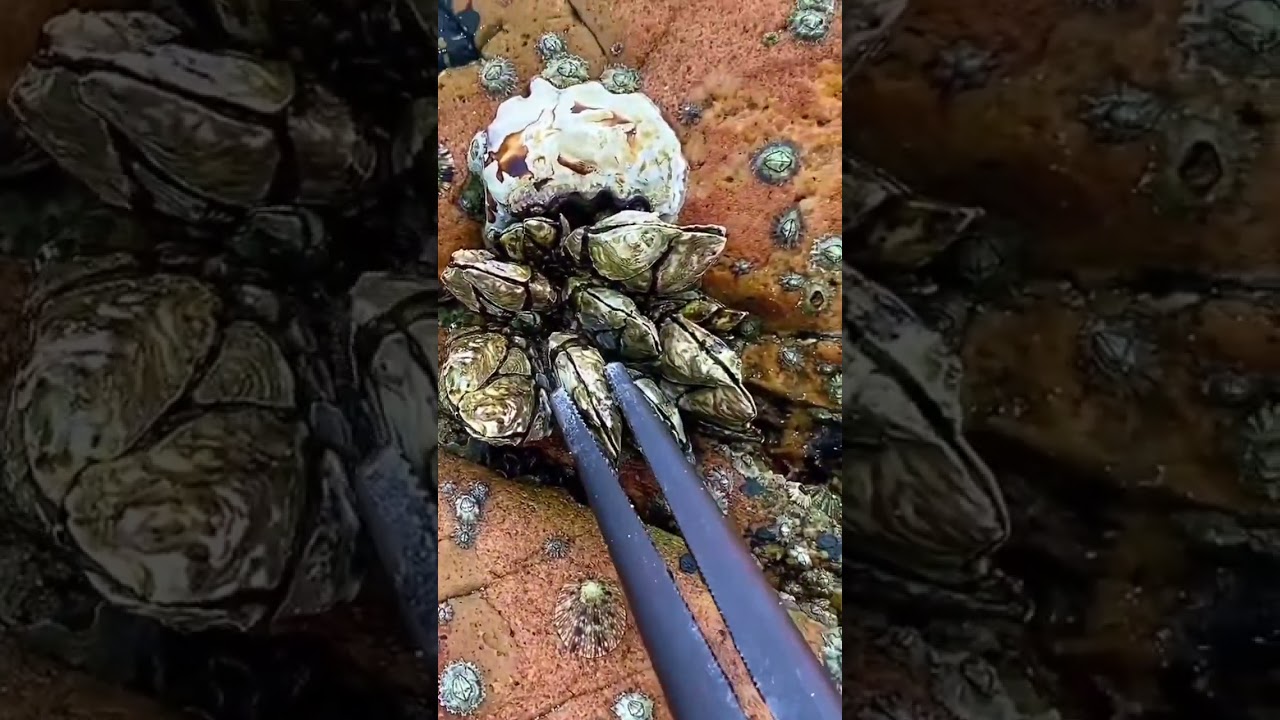 remove barnacles #barnacles #nature #snail #beach #seafood #poucepied #seafoodhunting #snaillife