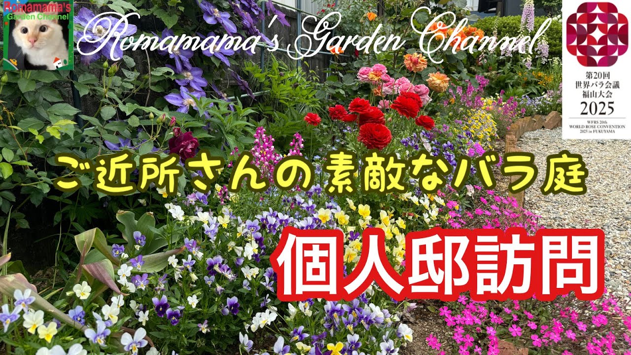 【お庭訪問】素敵なバラの咲くお庭 #ばら　#庭