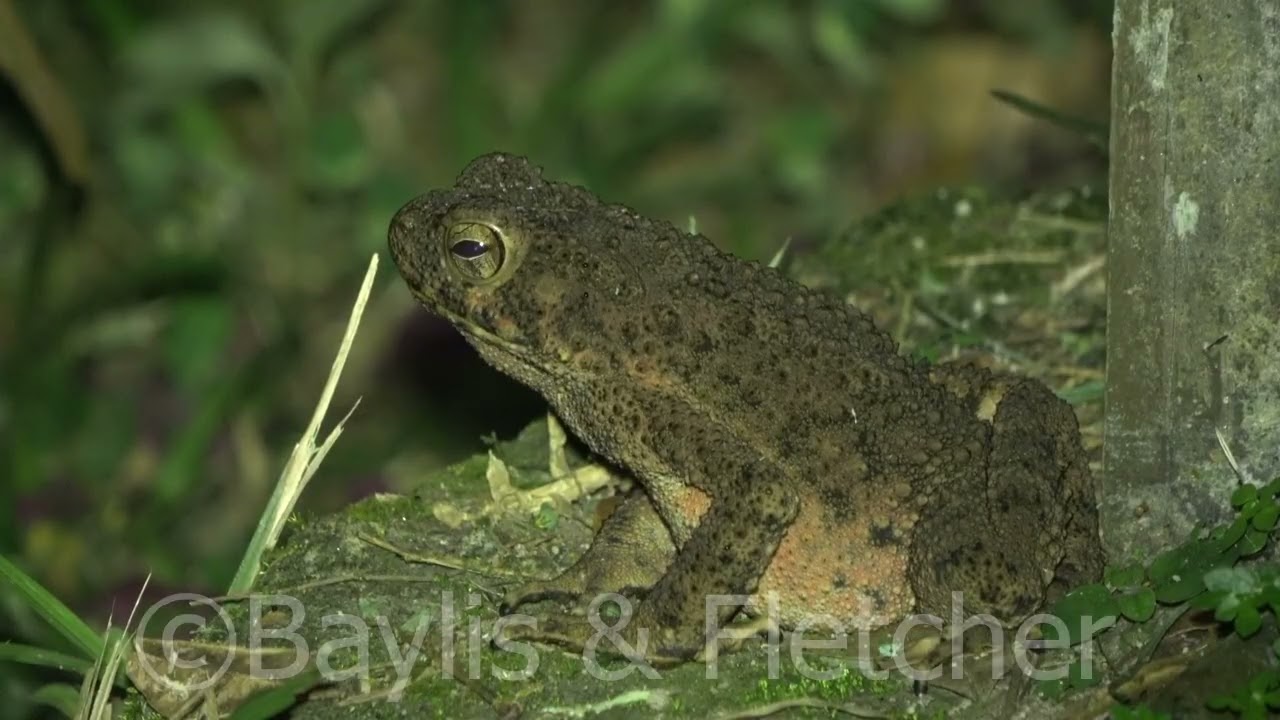 Asian Giant Toad, Malaysia. 20221224_205306.uhd