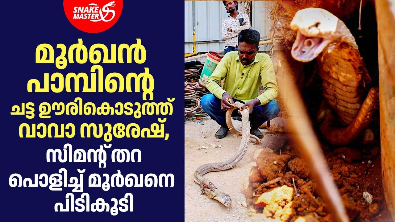 മൂർഖൻ പാമ്പിന്റെ ചട്ട  ഊരികൊടുത്ത് വാവാ സുരേഷ് | Cobra Rescue | Vava Suresh | Snakemaster 1159