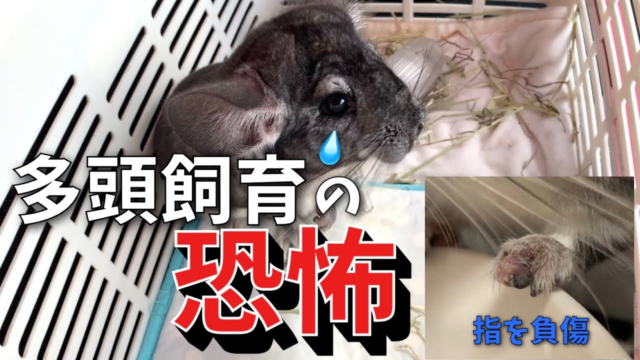 【多頭飼育】チンチラがケガをしてしまいました　病院～治療の様子