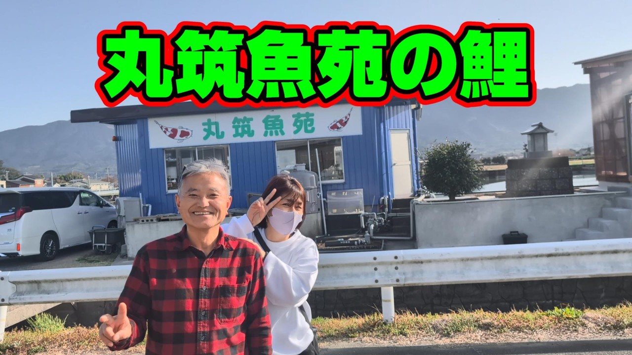 【汚池再生計画】福岡県久留米市『丸筑魚苑』さんで、丸筑飼育鯉を見せてもらう‼#koifarm#koi#koipond＃丸筑魚苑＃丸筑紅白＃丸筑昭和＃泳ぐ宝石錦鯉