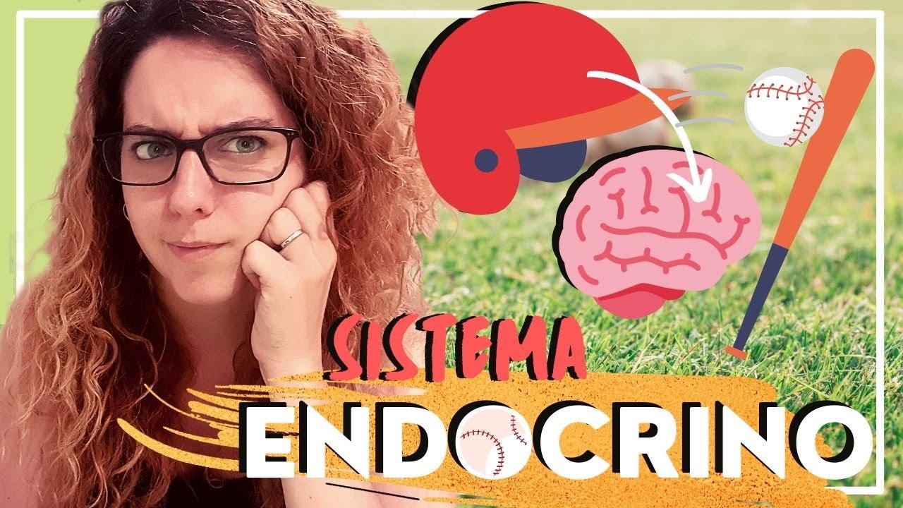 El Baseball Corre Por Tus Venas | El Sistema Endrocrino