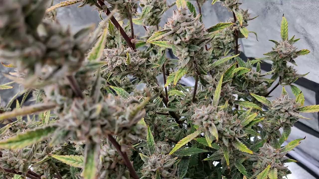 2Fast4Buds - Flowering Update - Frostbanger 🥶 Orange Sherbet 🍊 #indoorgrowing #cannabiseducation 