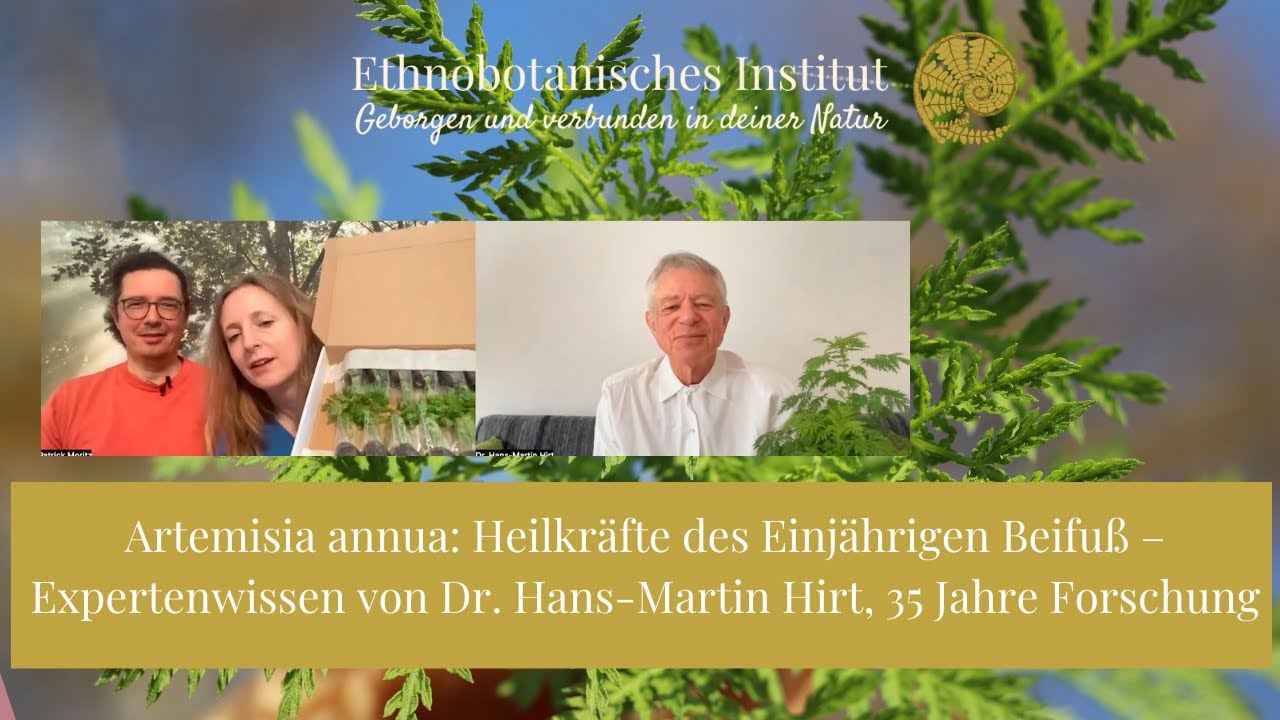 Artemisia annua: Entdecke die Heilkraft des Einjährigen Beifuß – Expertenwissen Dr. Hans-Martin Hirt