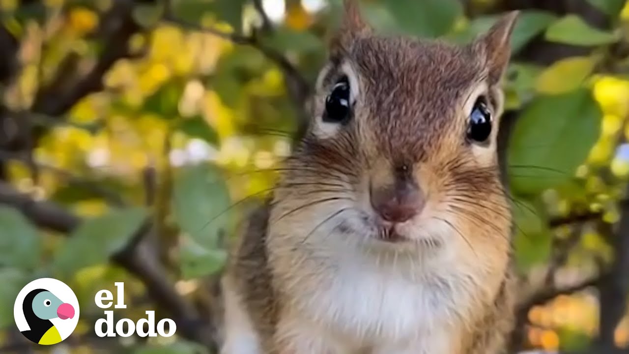 Ardilla se pone tan celosa cuando su chica favorita habla con otras ardillas  | El Dodo