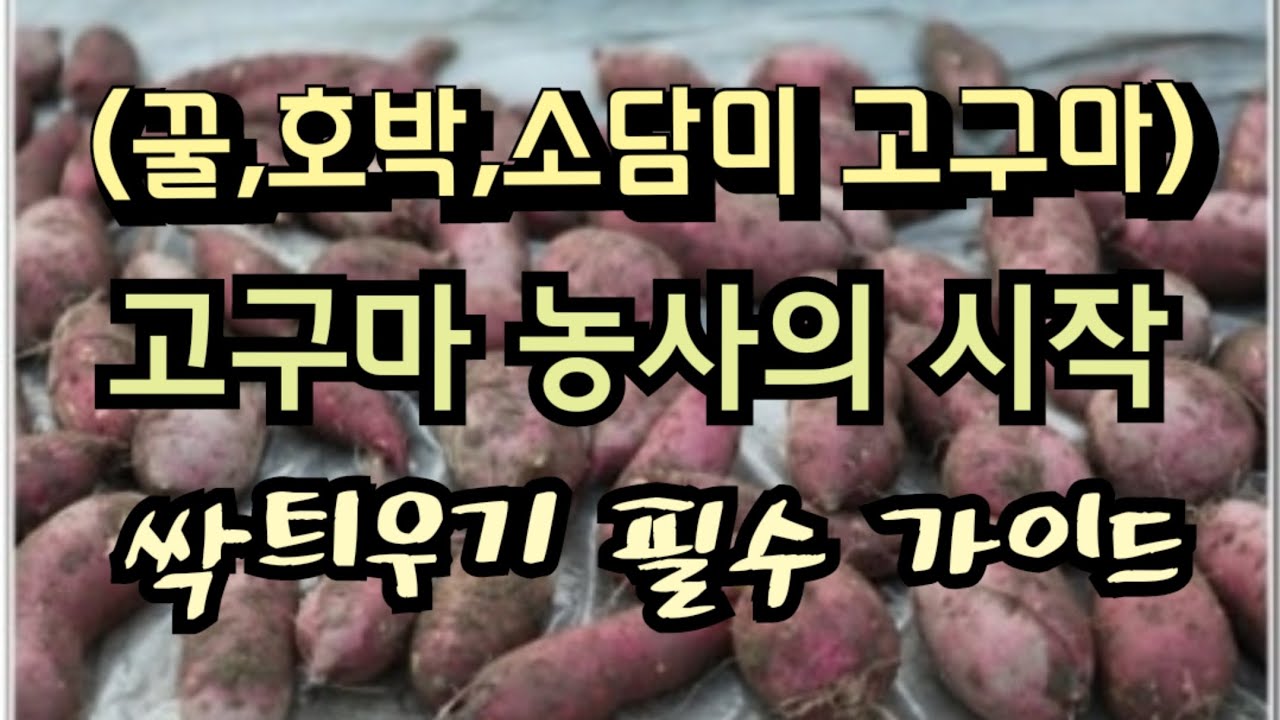 [25-8]고구마 농사의 시작  싹틔우기 성공 필수 가이드