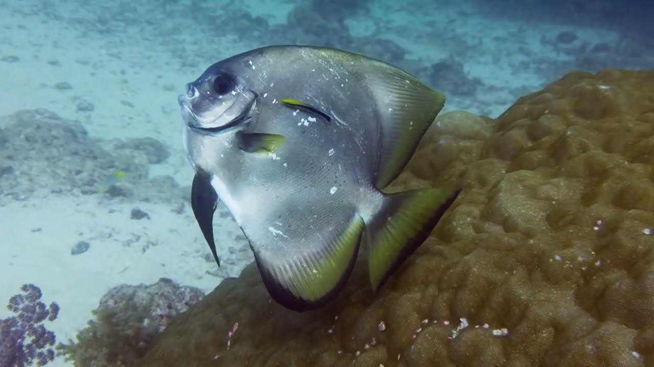 Philippines diving near Cebu