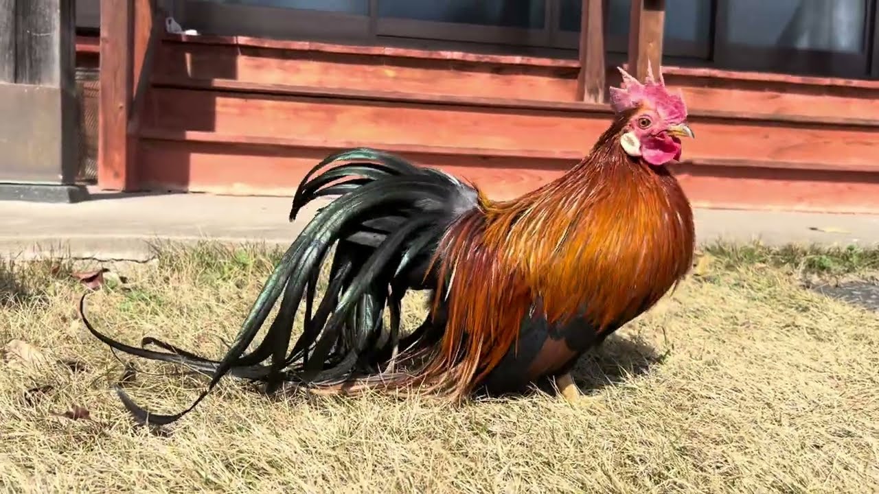 蓑曳チャボ