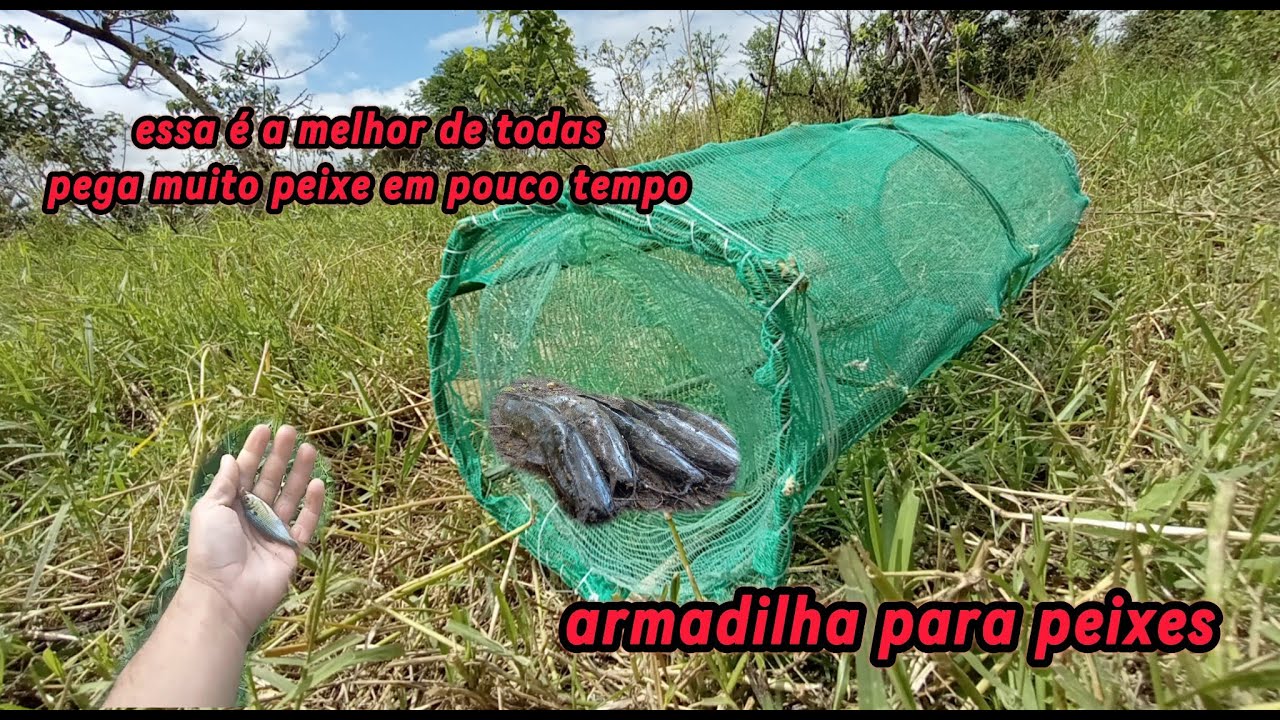 como fazer armadilha pra pescar tilápia, essa você vai ter que fazer!