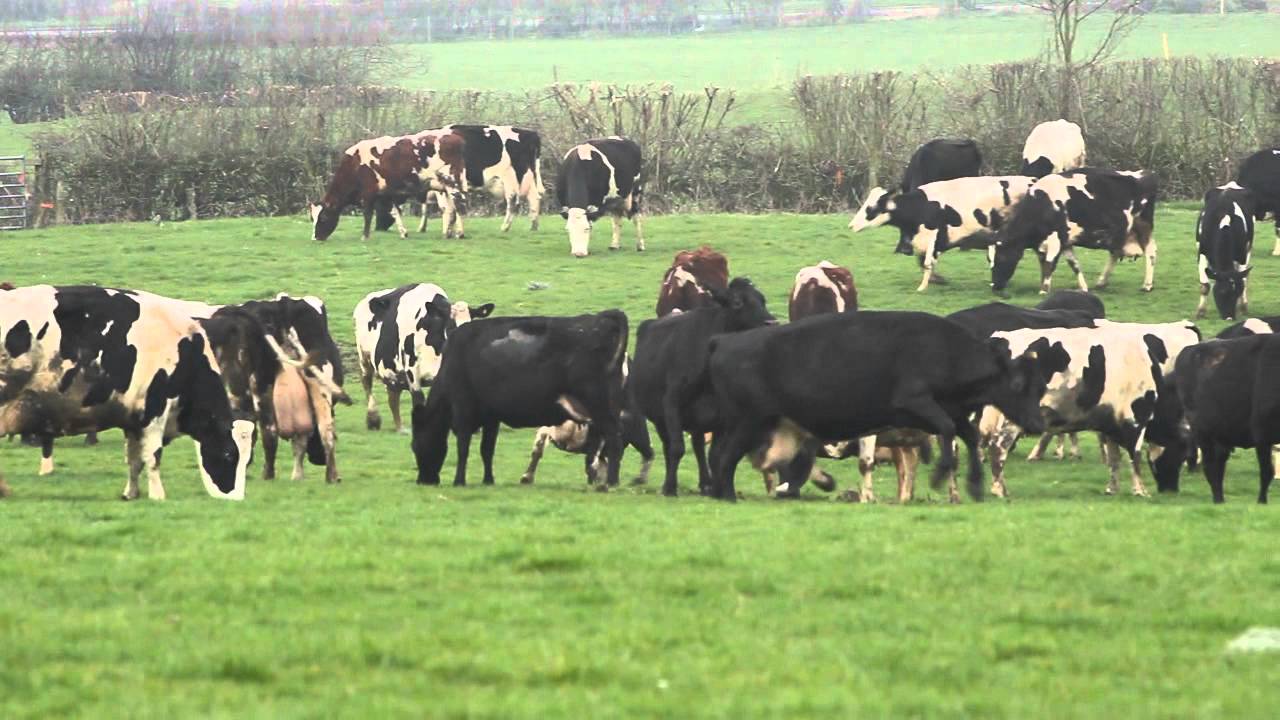 Dancing Cows?