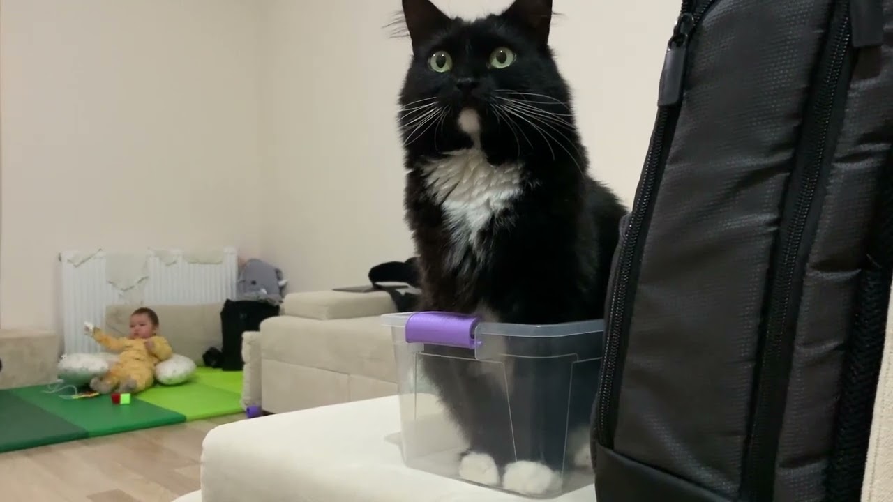 Cat in a small box