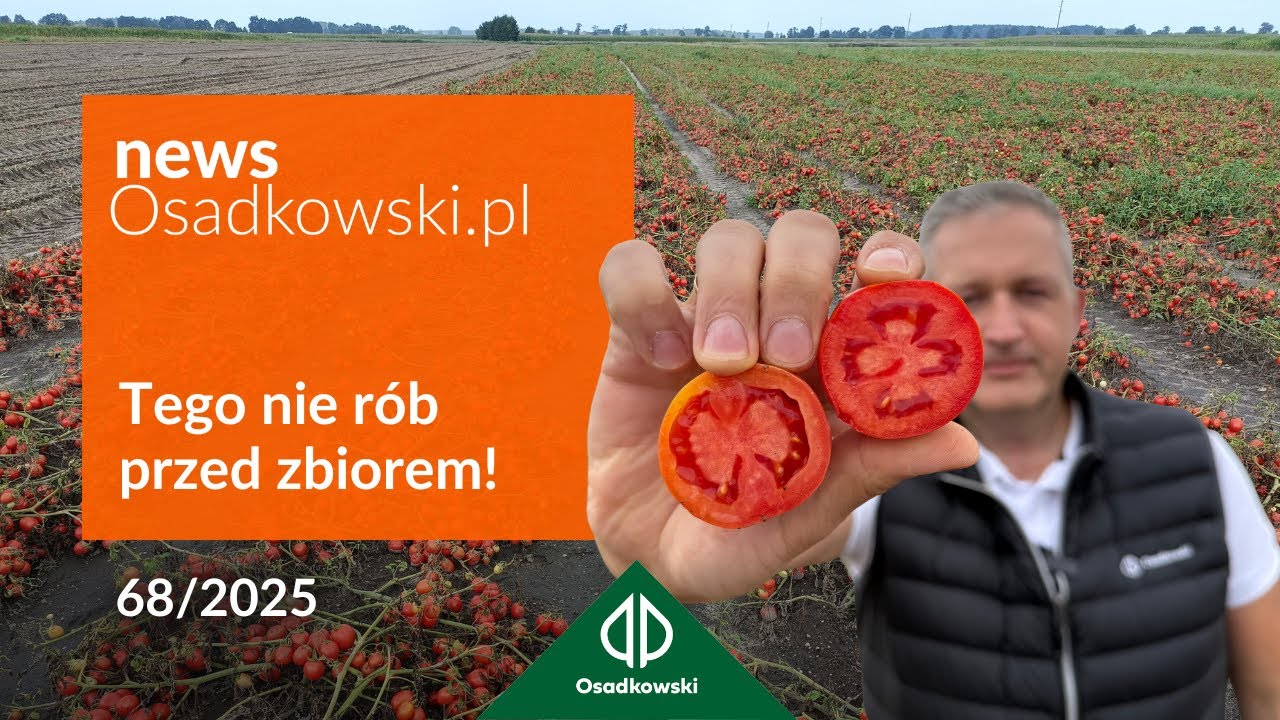 Jak zbudować plon i jakość pomidora gruntowego - zbiory 2025
