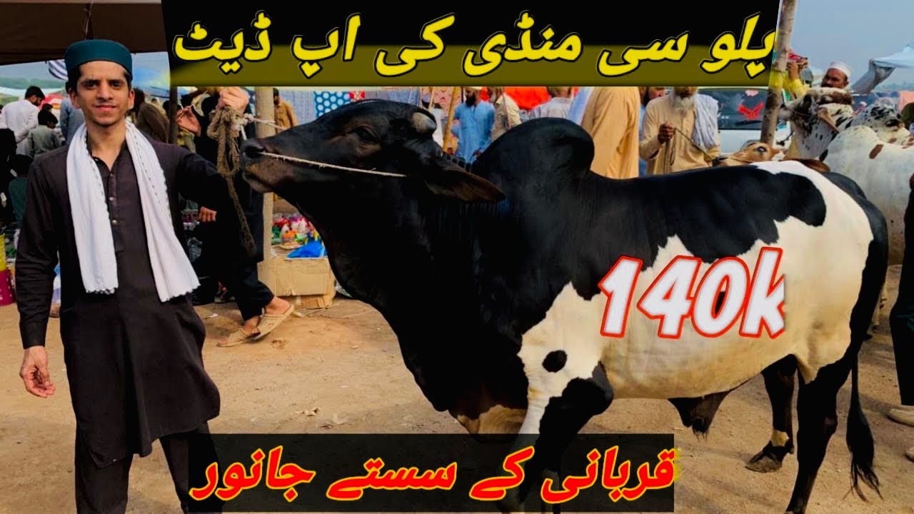 Palosi Mandi Peshawar aj rates Bohat Munasib Maweshi Mandi Peshawar 2025 cow mandi